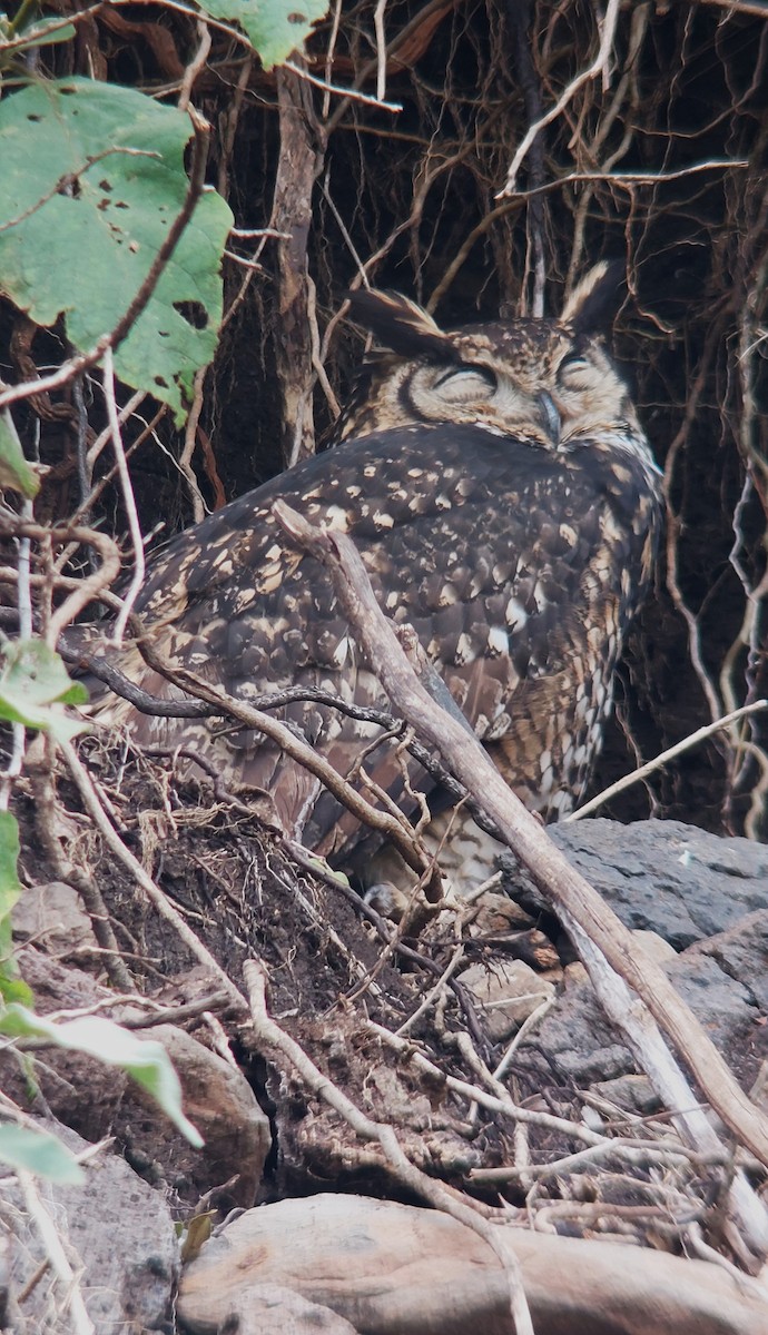 Cape Eagle-Owl - ML594887351