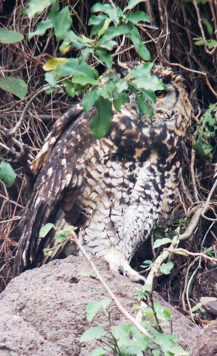 Cape Eagle-Owl - ML594887521
