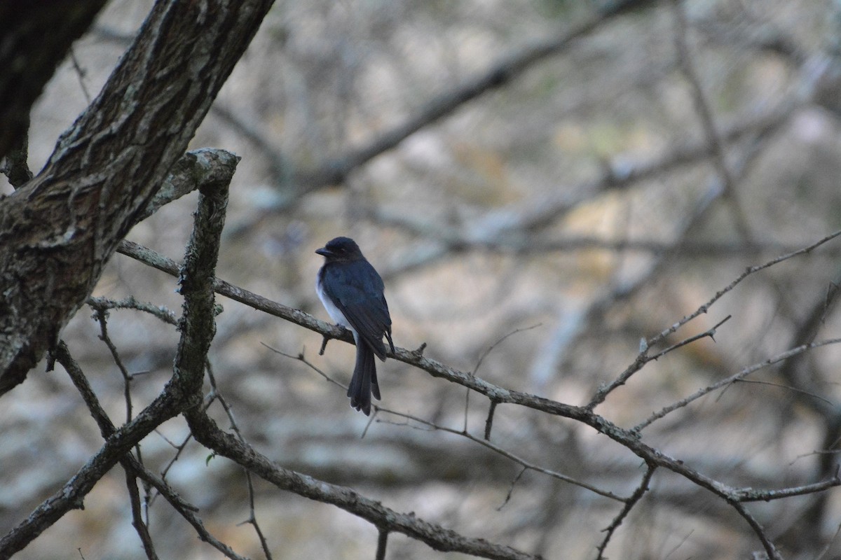 White-bellied Drongo - Evan Mistur