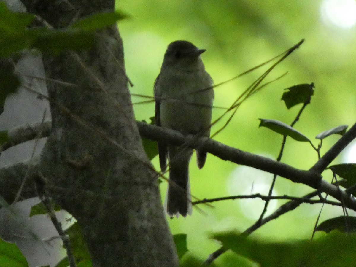 Acadian Flycatcher - ML594888311