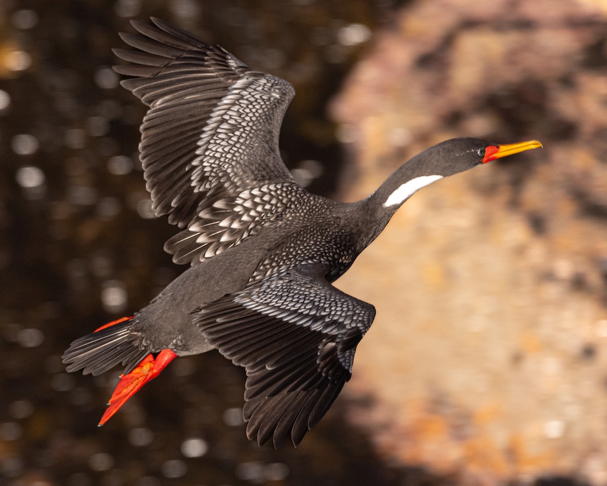 Red-legged Cormorant - ML594888401