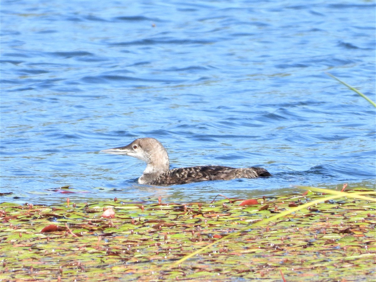 Common Loon - ML594888551