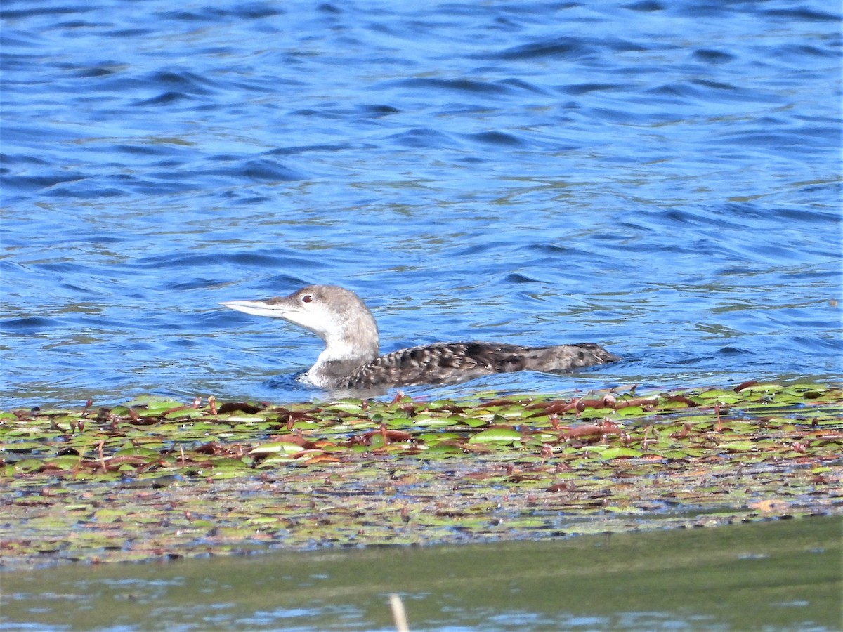 Common Loon - Chris Ortega