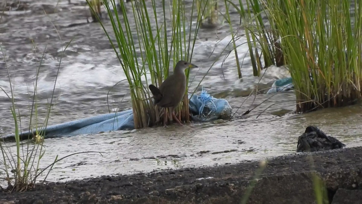 Brown Crake - ML594889231