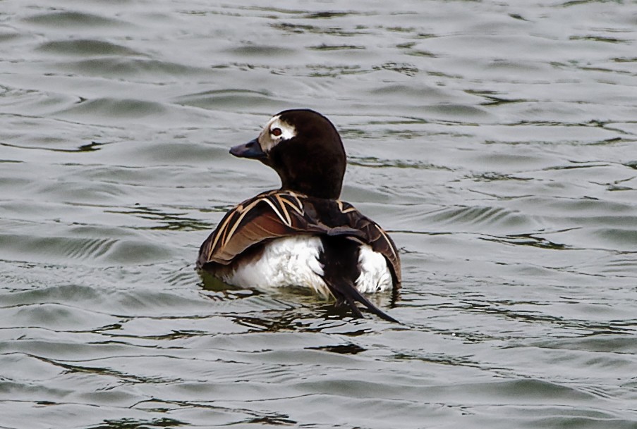 Long-tailed Duck - mark hinton