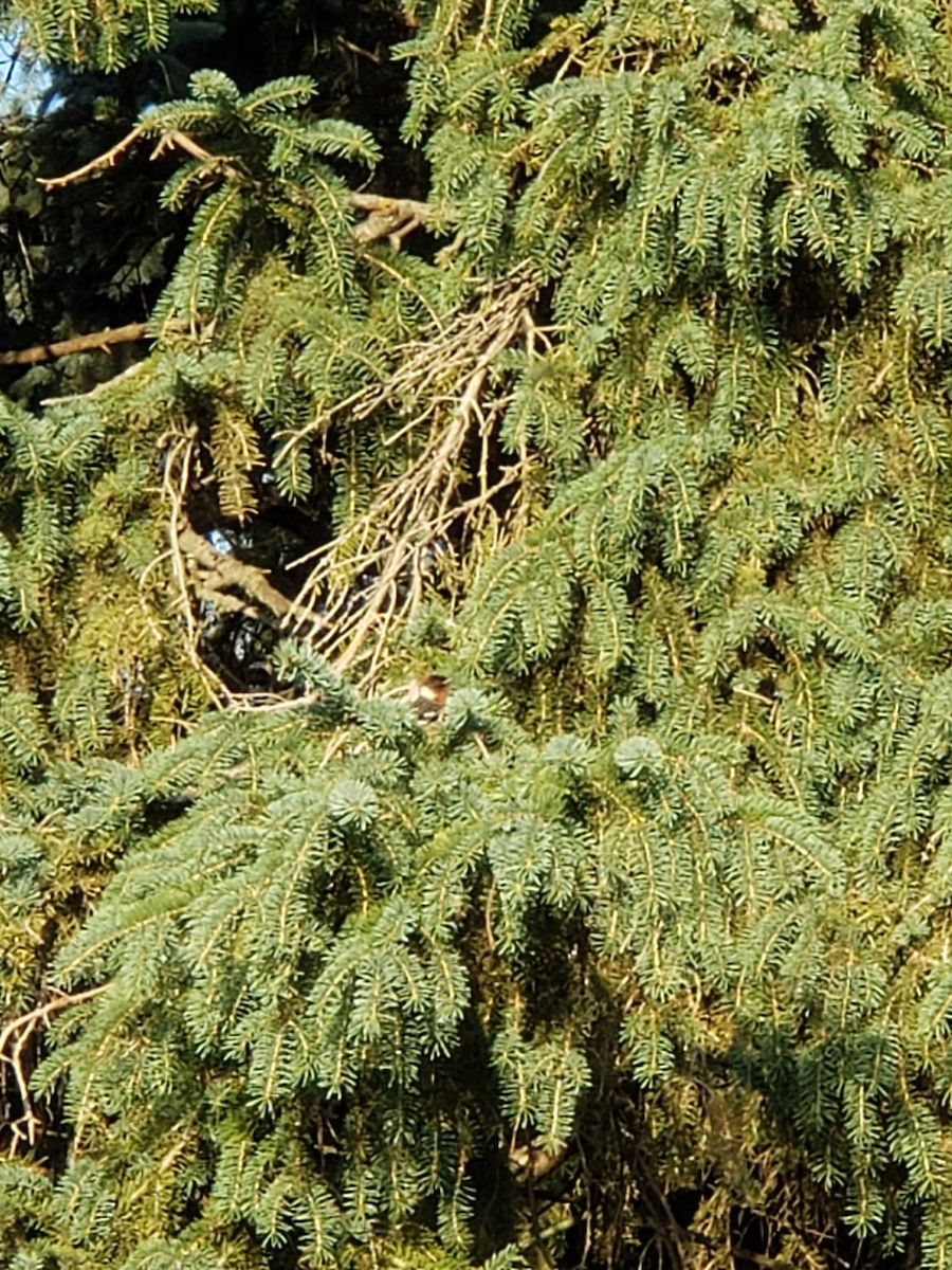 Bay-breasted Warbler - ML594890601