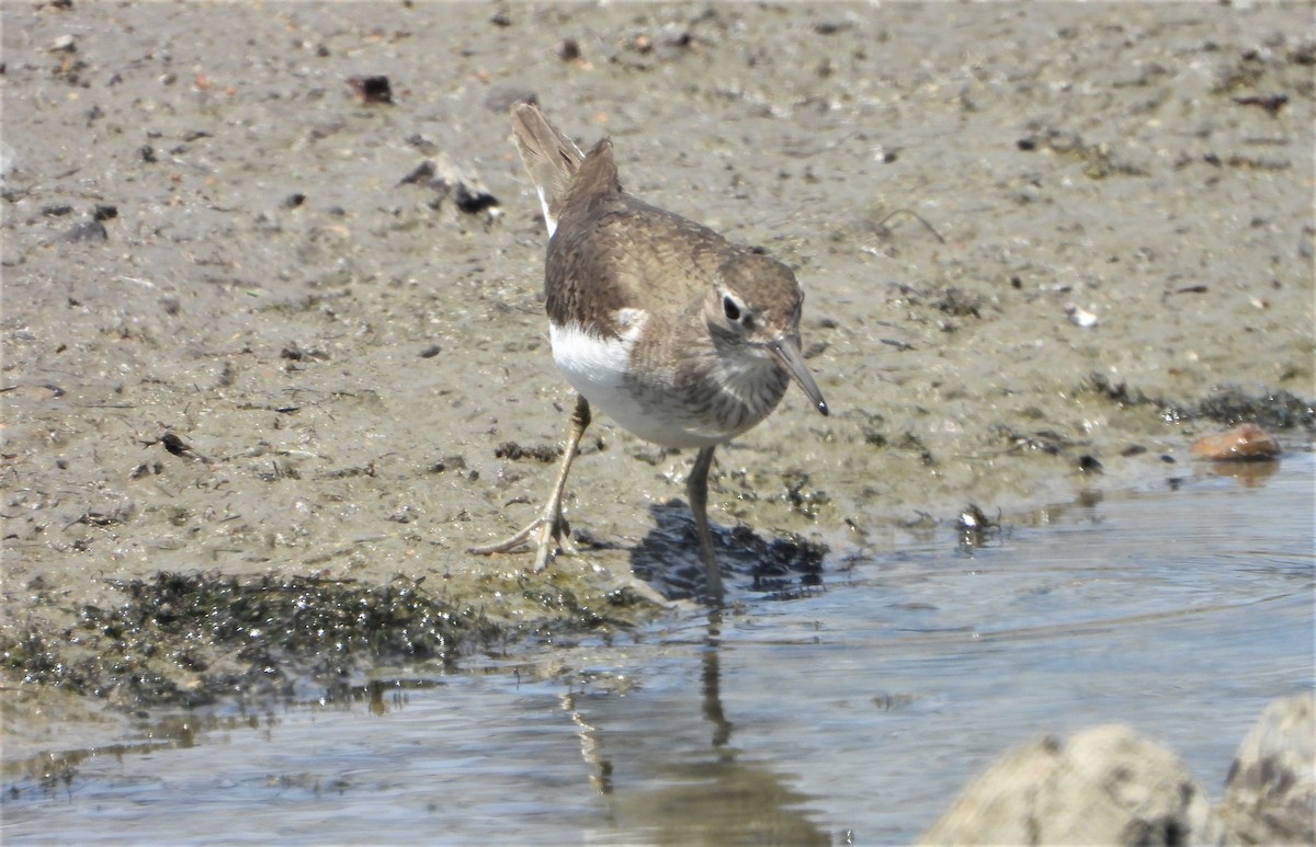 Common Sandpiper - ML594890861