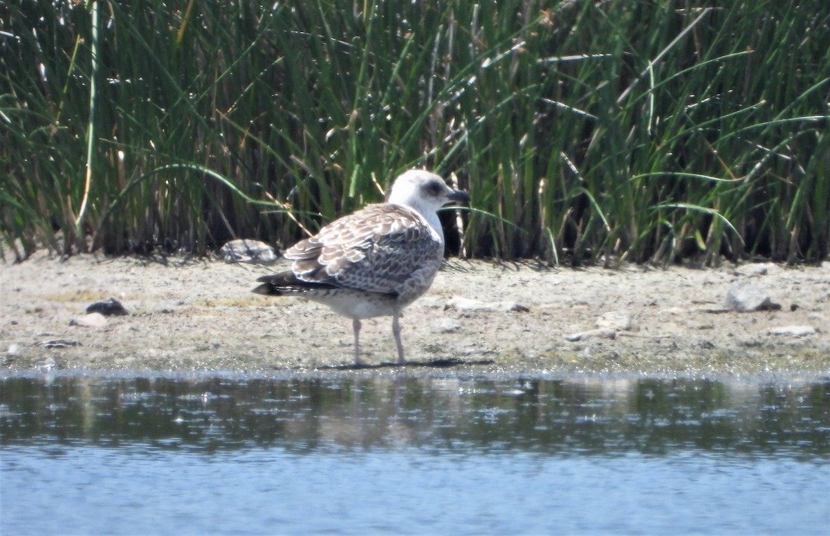 Yellow-legged Gull - ML594890891