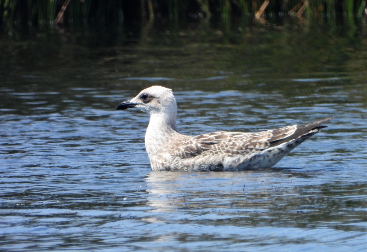 Yellow-legged Gull - Víctor Coello Cámara