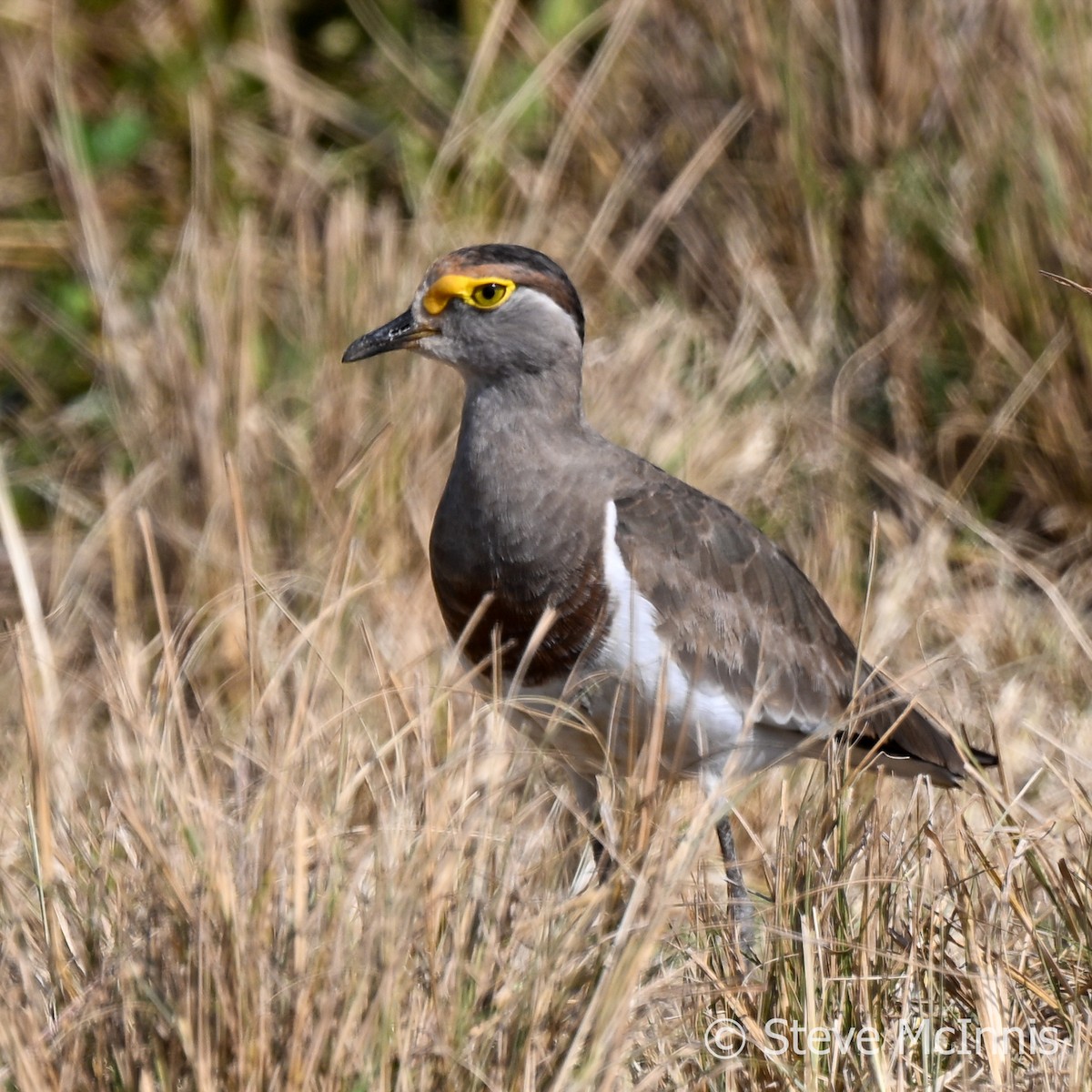 Brown-chested Lapwing - ML594892941