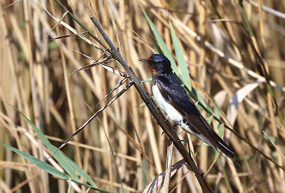 Barn Swallow - ML594894441