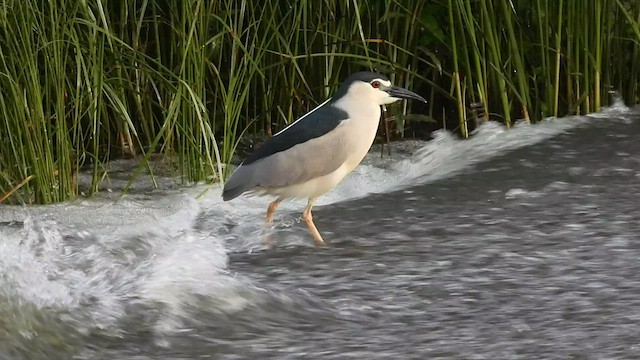 Black-crowned Night Heron - ML594894461