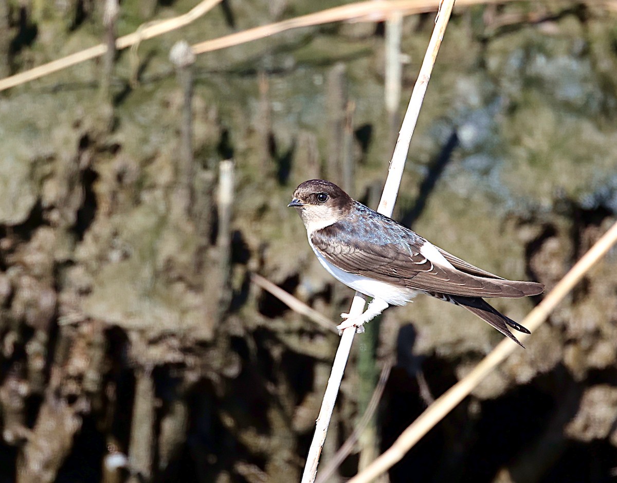 Western House-Martin - ML594894551