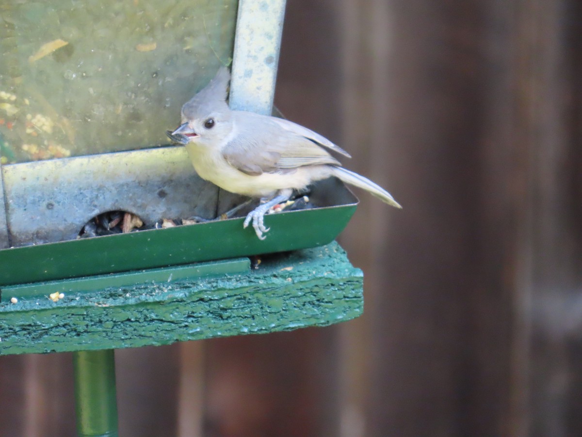 Tufted/Black-crested Titmouse - Bill  Lapp