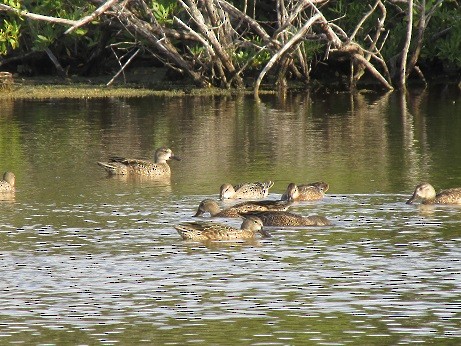 Чирянка блакитнокрила - ML594895311