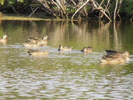 Чирянка блакитнокрила - ML594895321