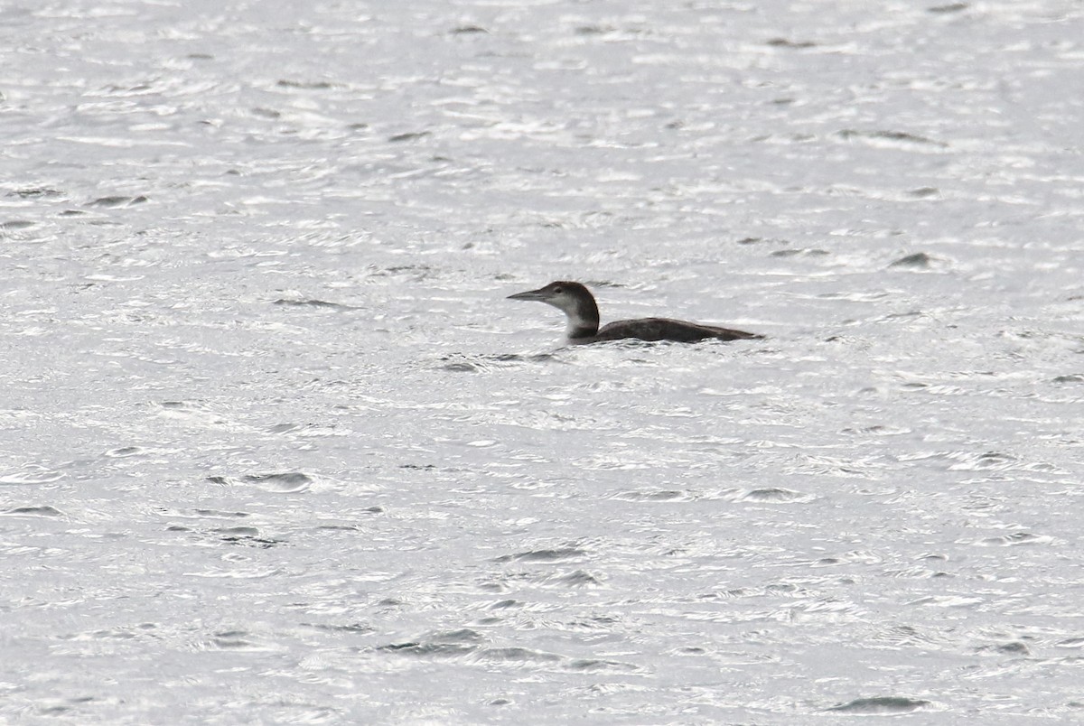 Common Loon - ML594896021