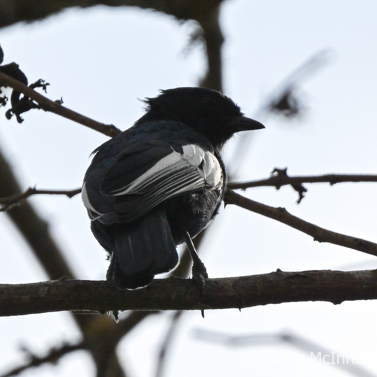 White-winged Black-Tit - ML594896131