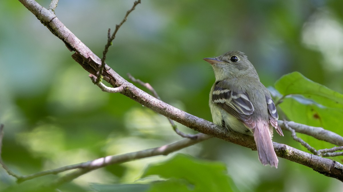 Acadian Flycatcher - ML594897111