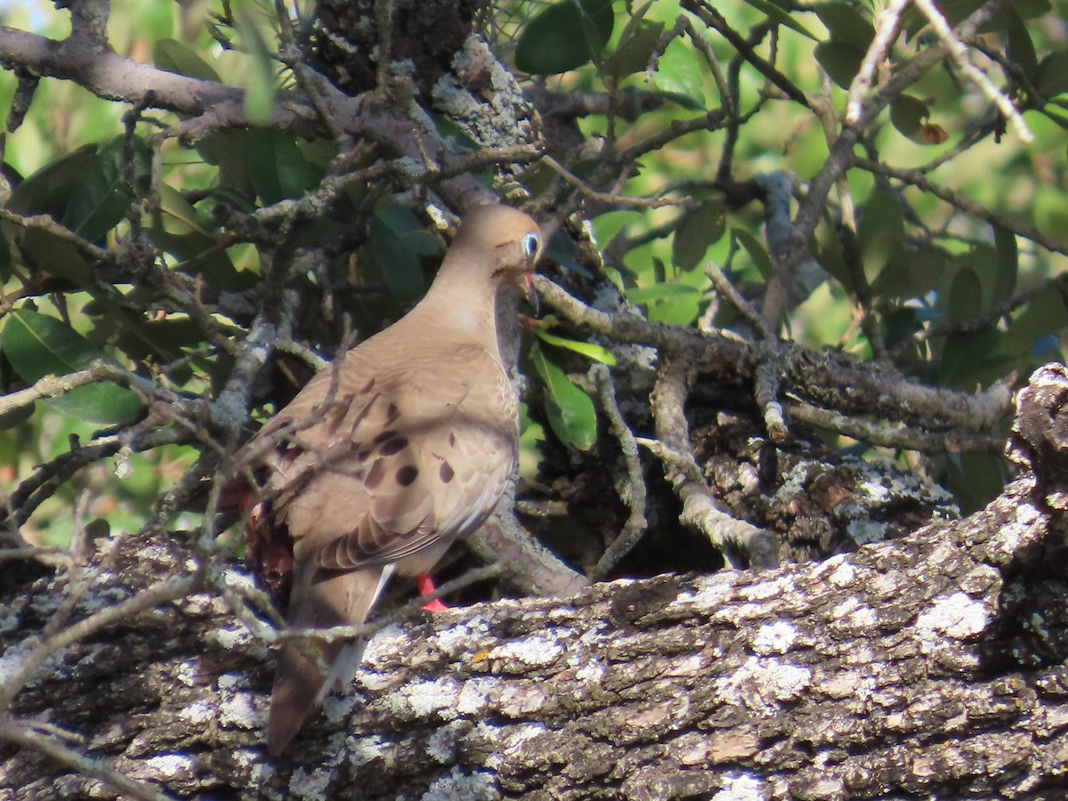 Mourning Dove - Bill  Lapp