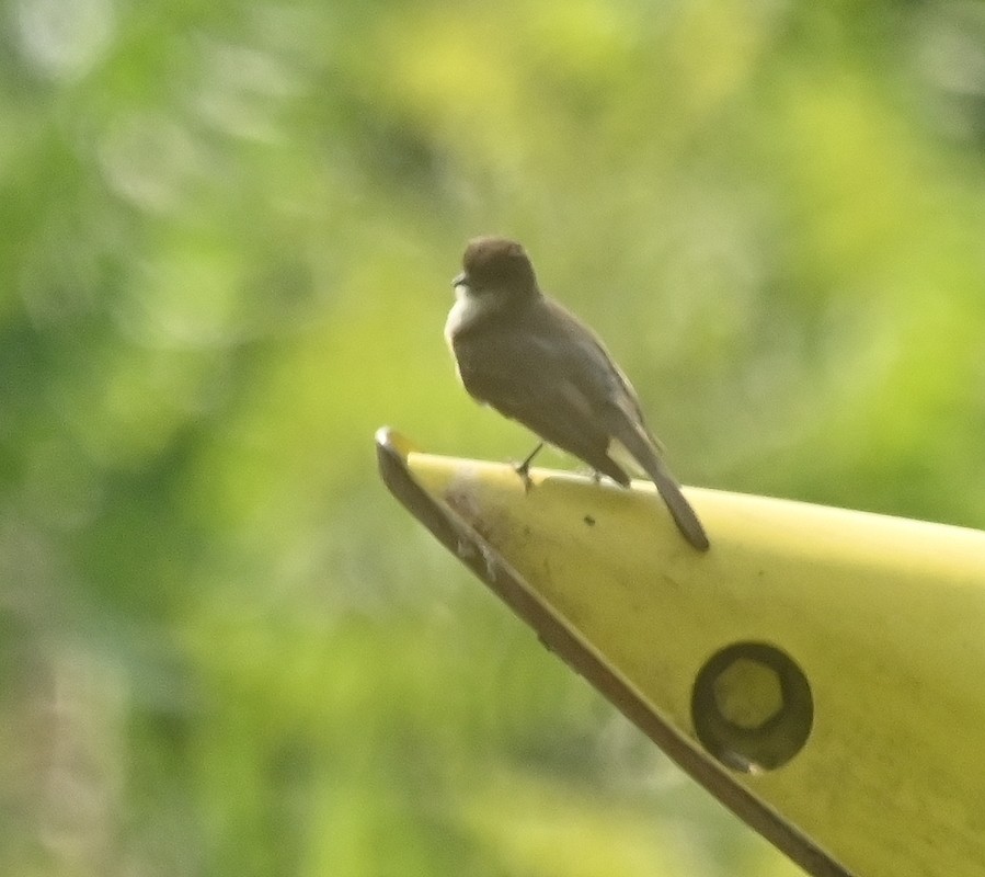 Eastern Phoebe - ML594897471