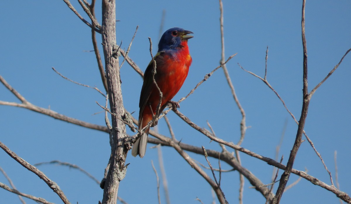 Painted Bunting - Bill  Lapp