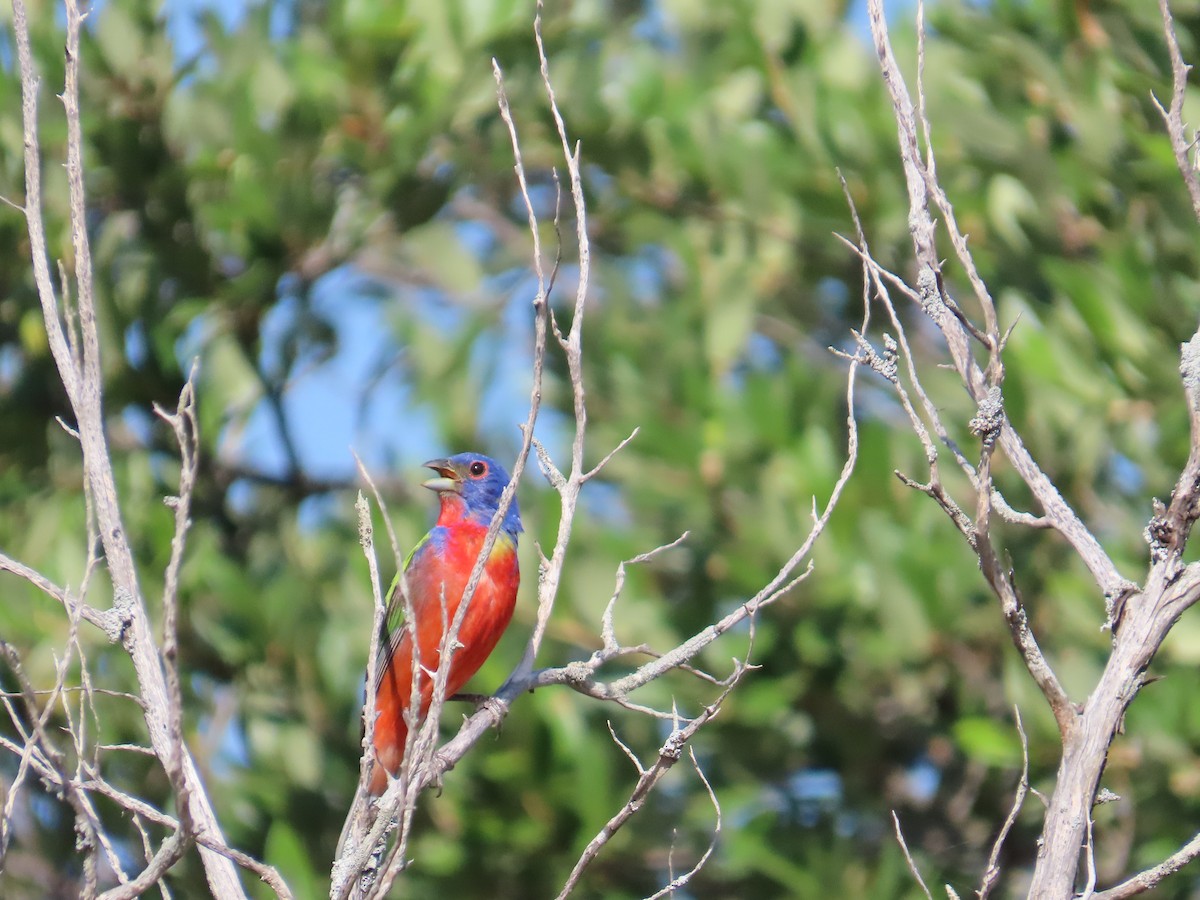 Painted Bunting - Bill  Lapp