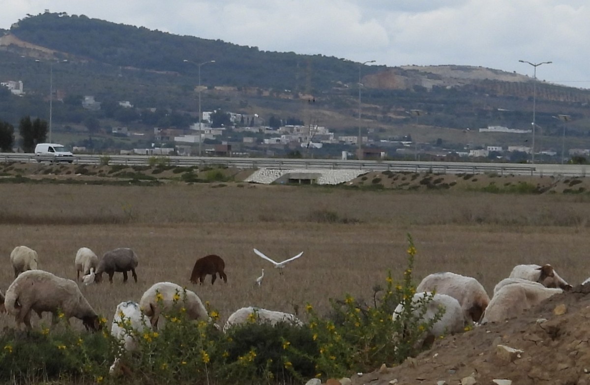 Western Cattle-Egret - ML594897791