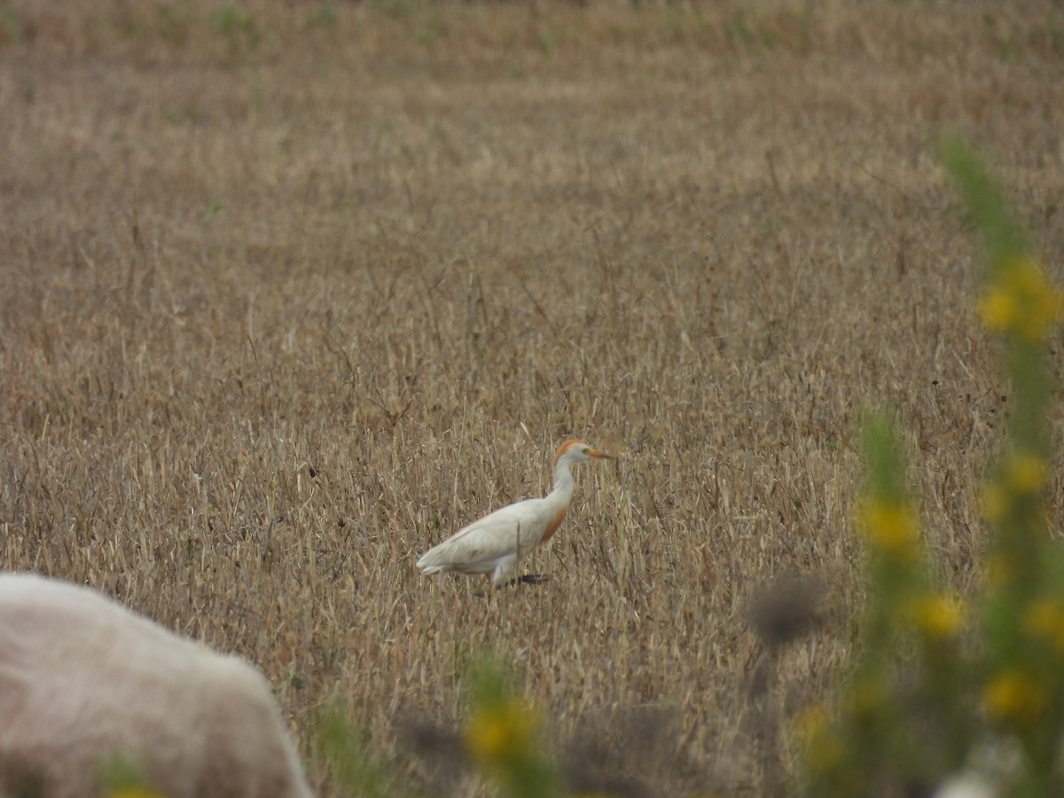 Western Cattle-Egret - ML594897841