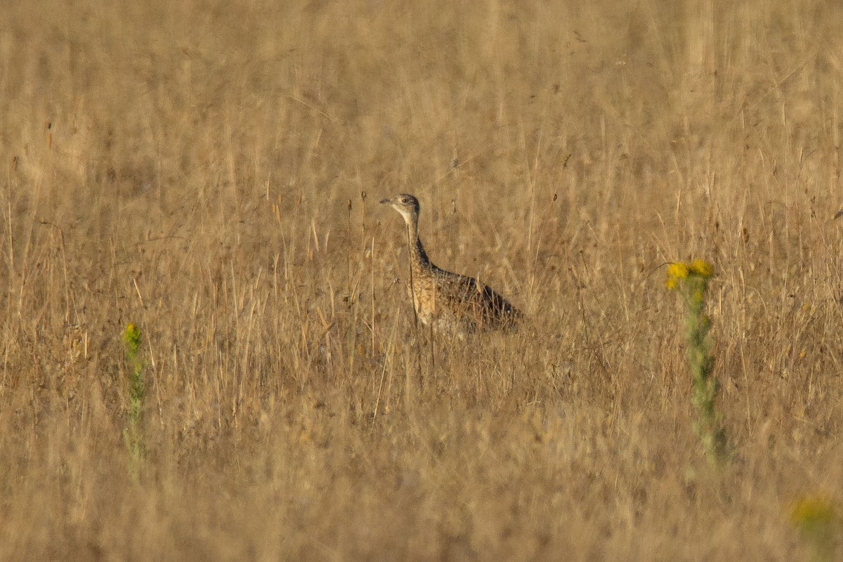 Little Bustard - ML594898881