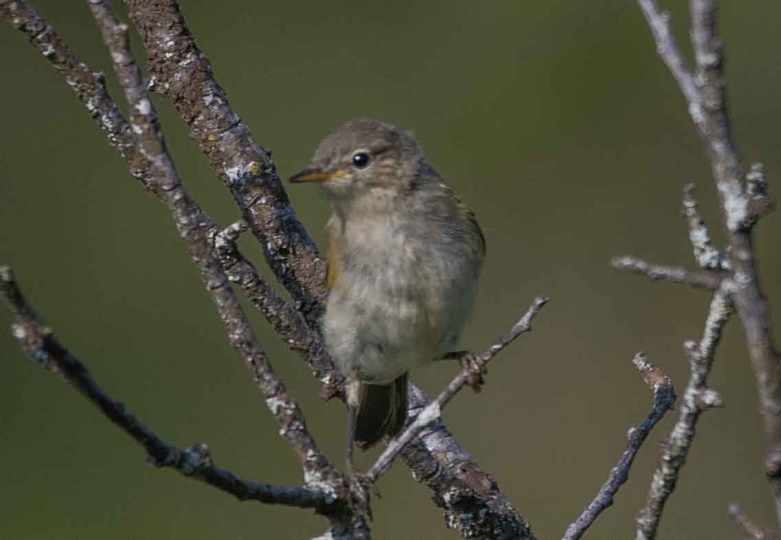 Common Chiffchaff - ML594899441