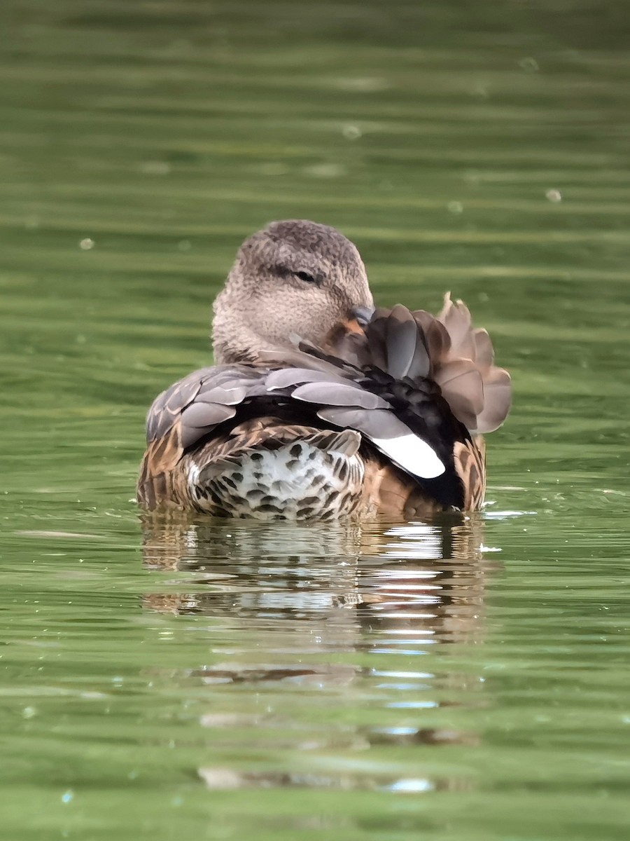 Gadwall - ML594899801