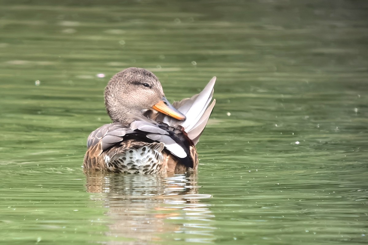 Gadwall - ML594899811