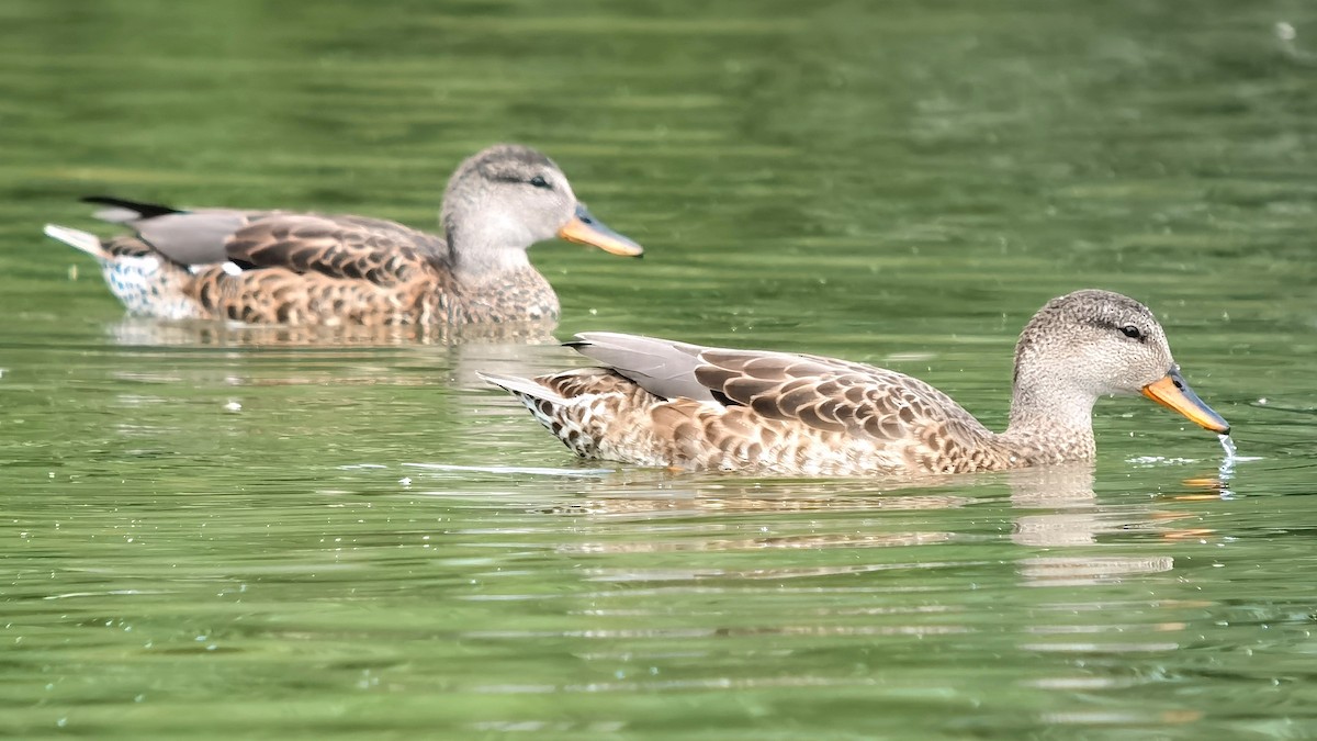 Gadwall - ML594899821