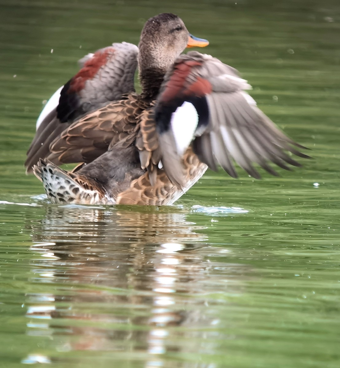 Gadwall - ML594899831