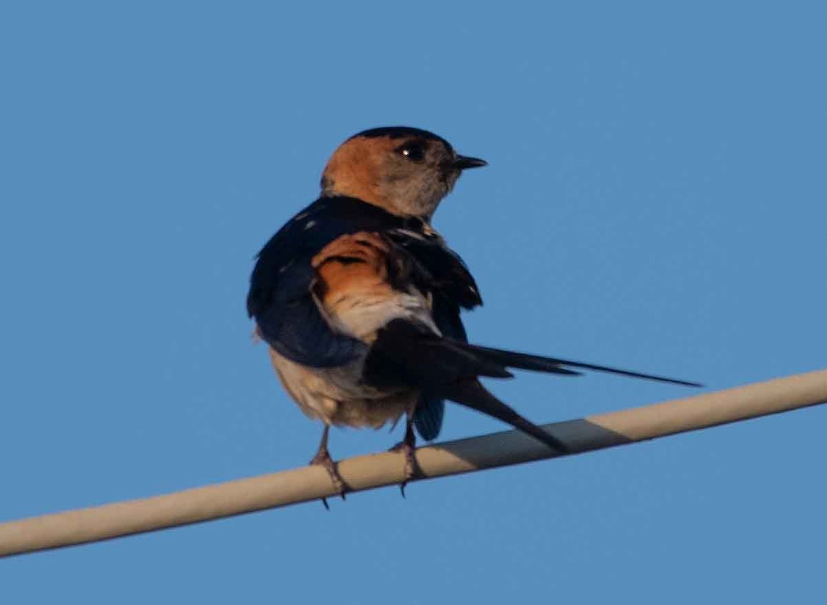 Red-rumped Swallow - ML594900461