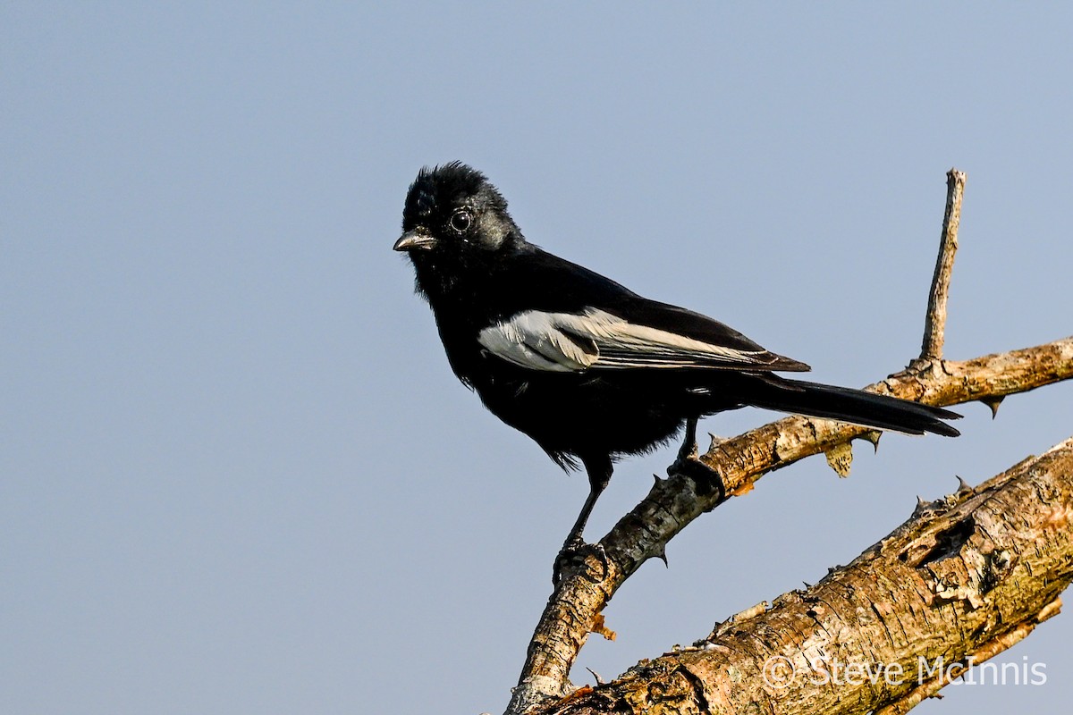 White-winged Black-Tit - ML594900521