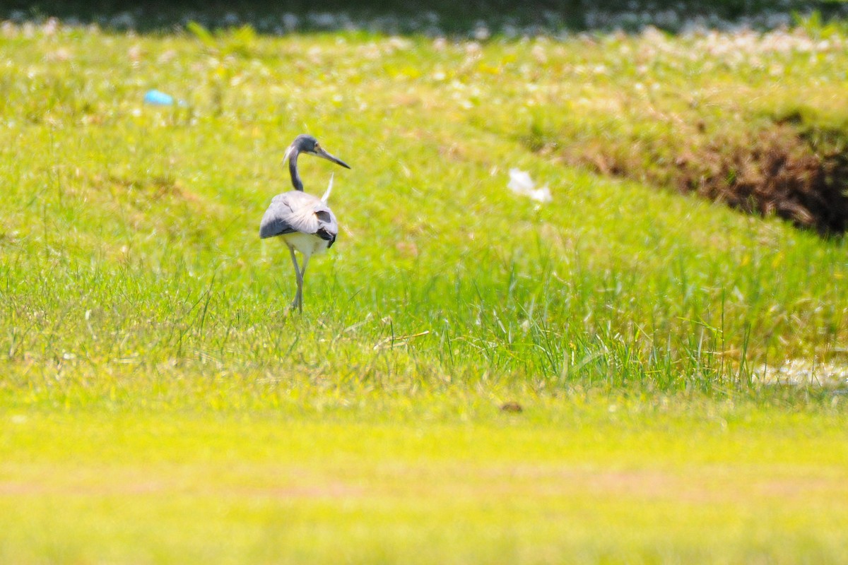 Tricolored Heron - ML594900681