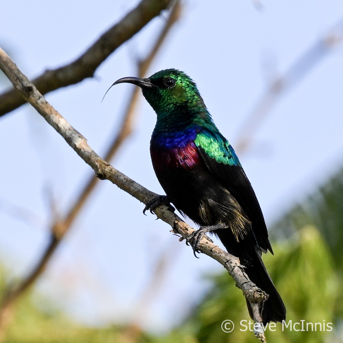 Purple-banded Sunbird - Steve McInnis