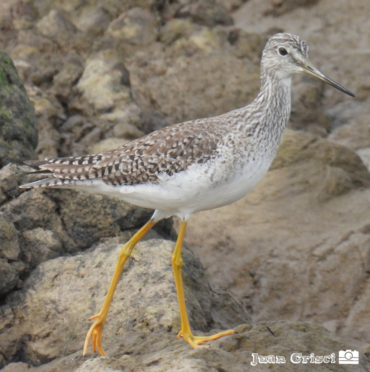 Greater Yellowlegs - ML594901231