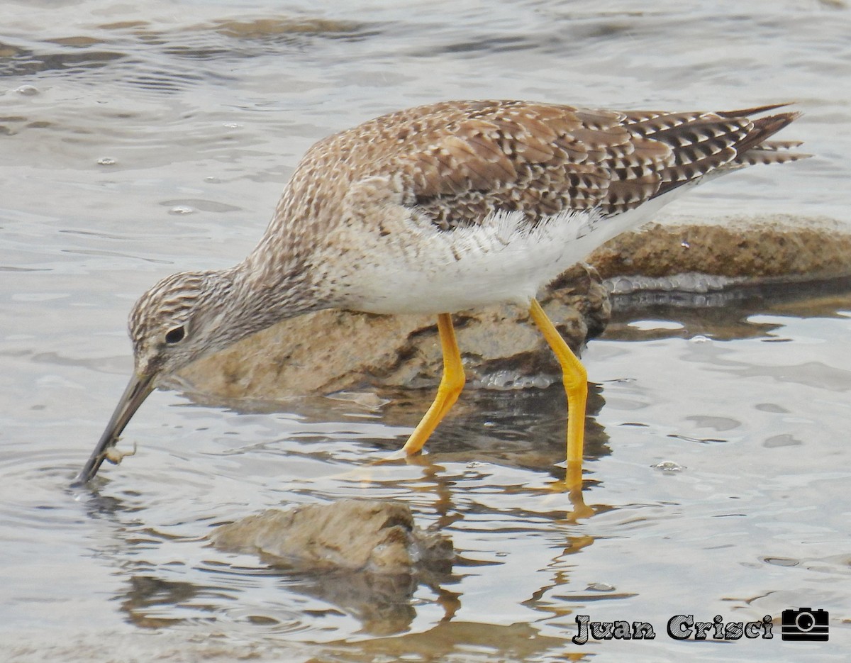 Greater Yellowlegs - ML594901331