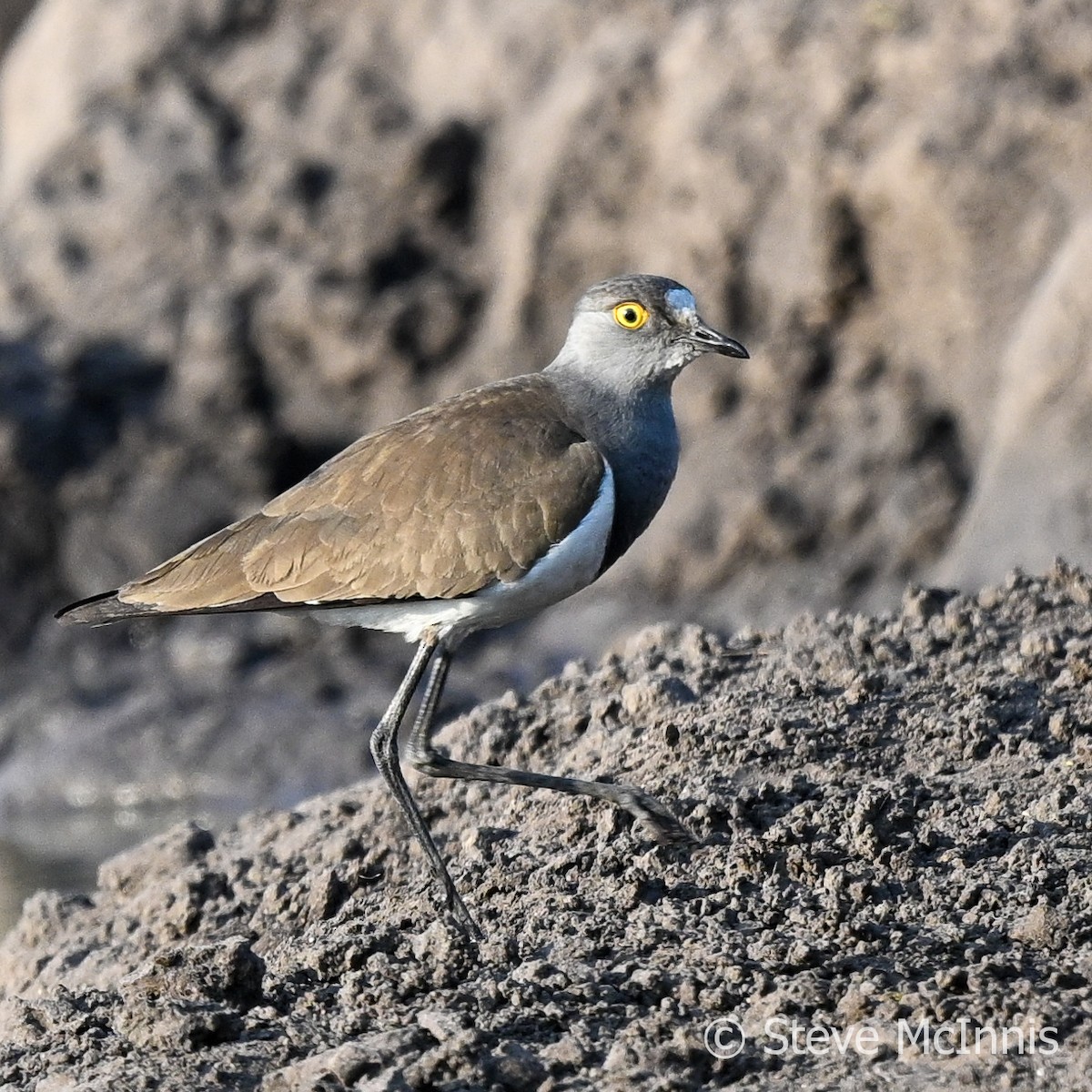 Senegal Lapwing - ML594901351