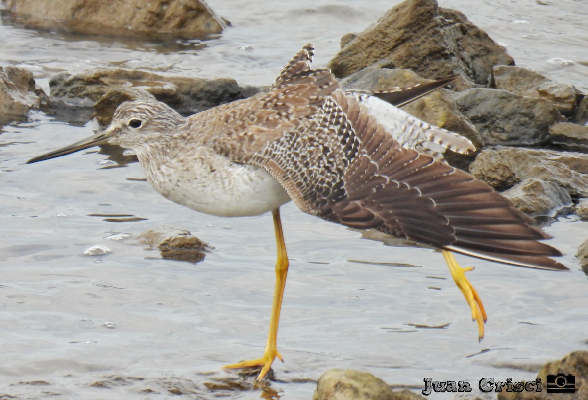 Greater Yellowlegs - ML594901371