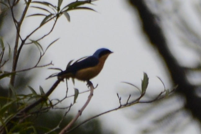 Fawn-breasted Tanager - Cathy Pasterczyk