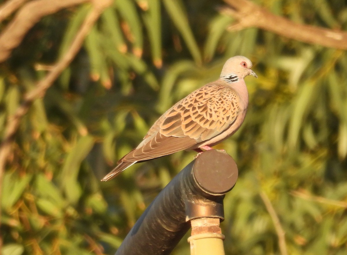 Laughing Dove - ML594902961