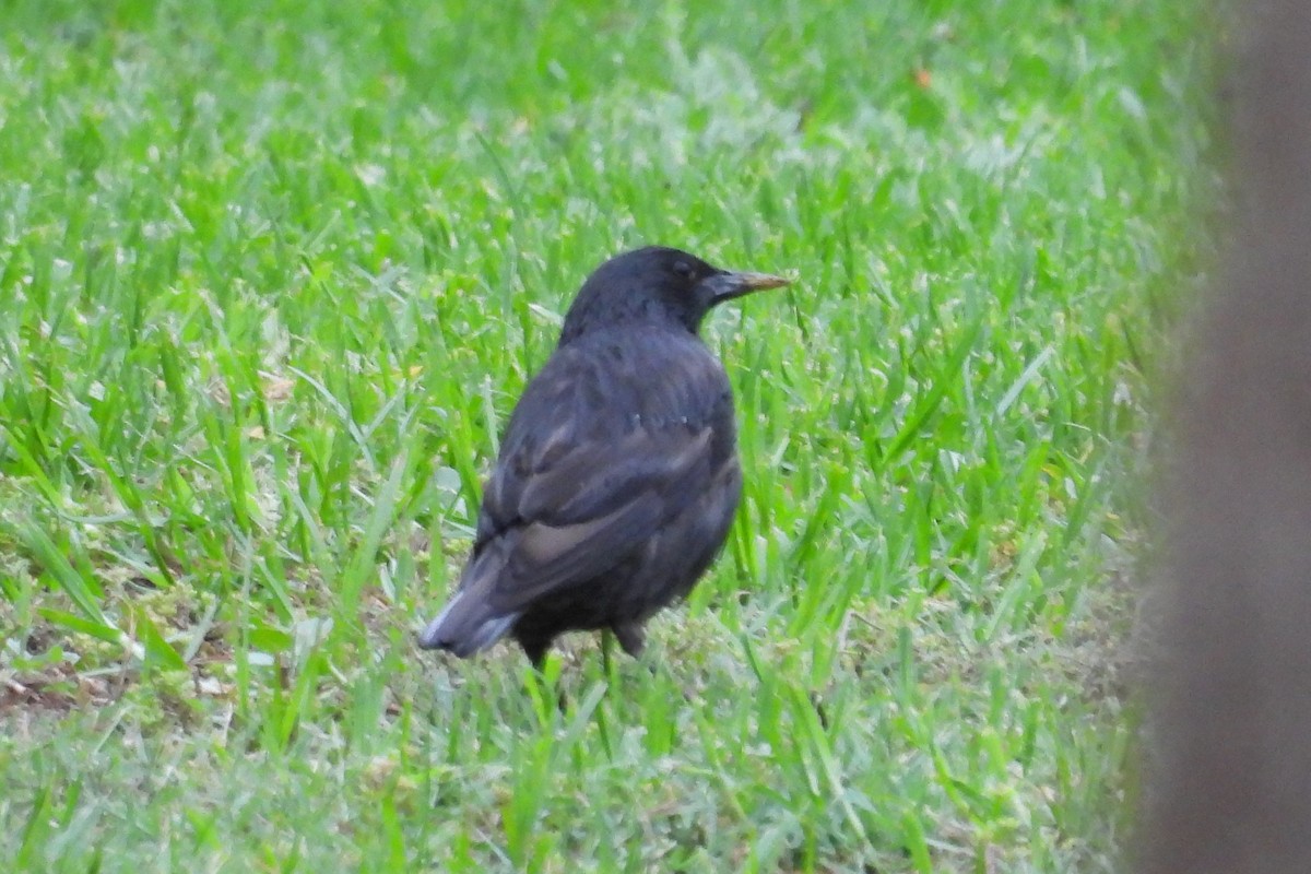 Spotless Starling - ML594902971