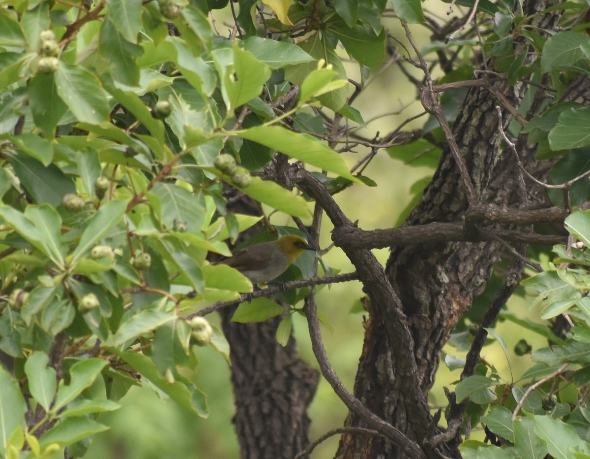 Yellow-throated Bulbul - ML594903531