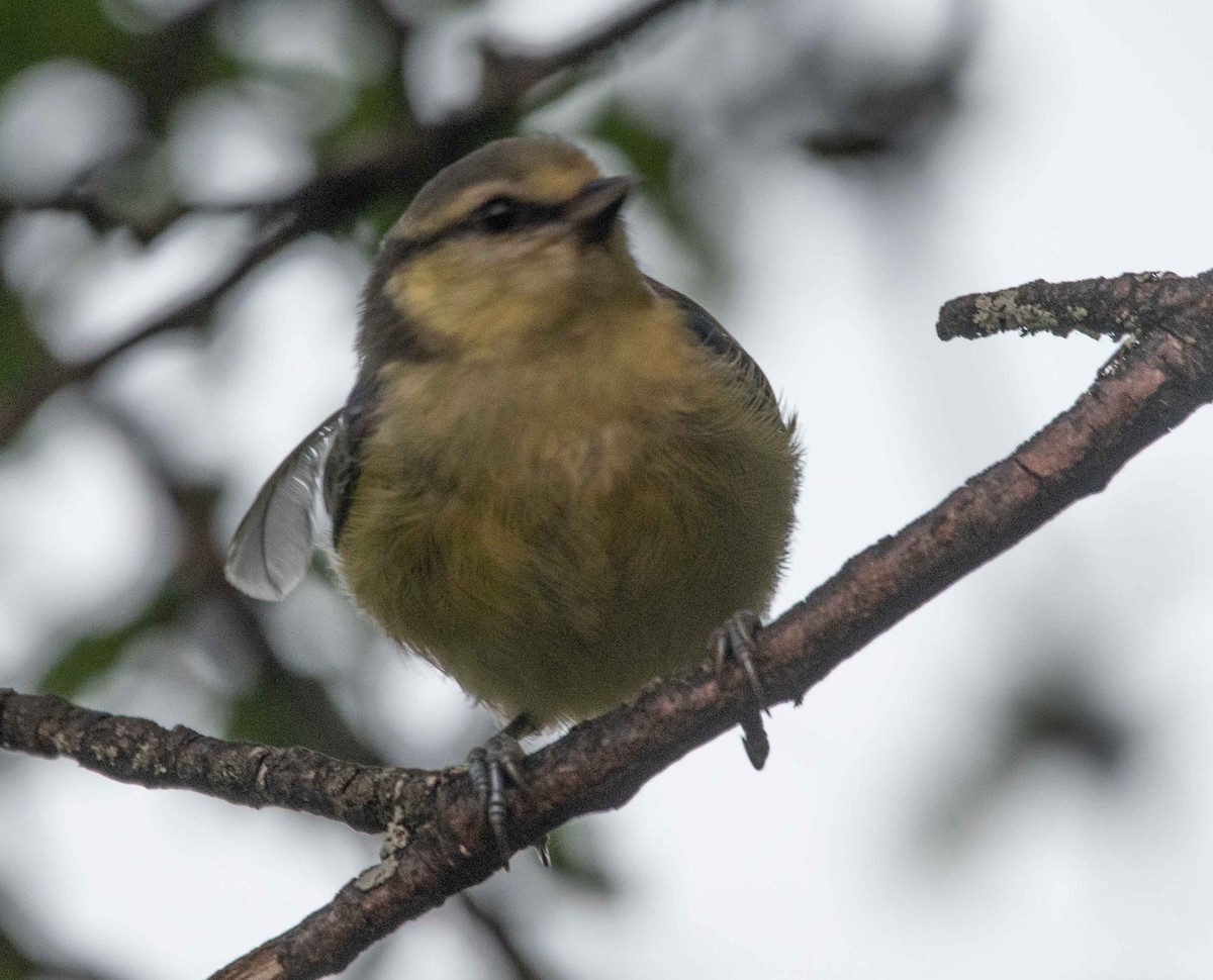 Eurasian Blue Tit - ML594903861