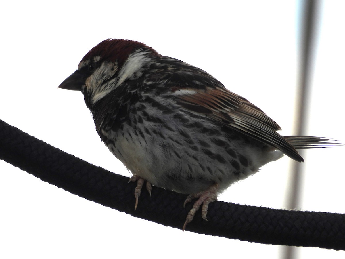 Spanish Sparrow - ML594904041