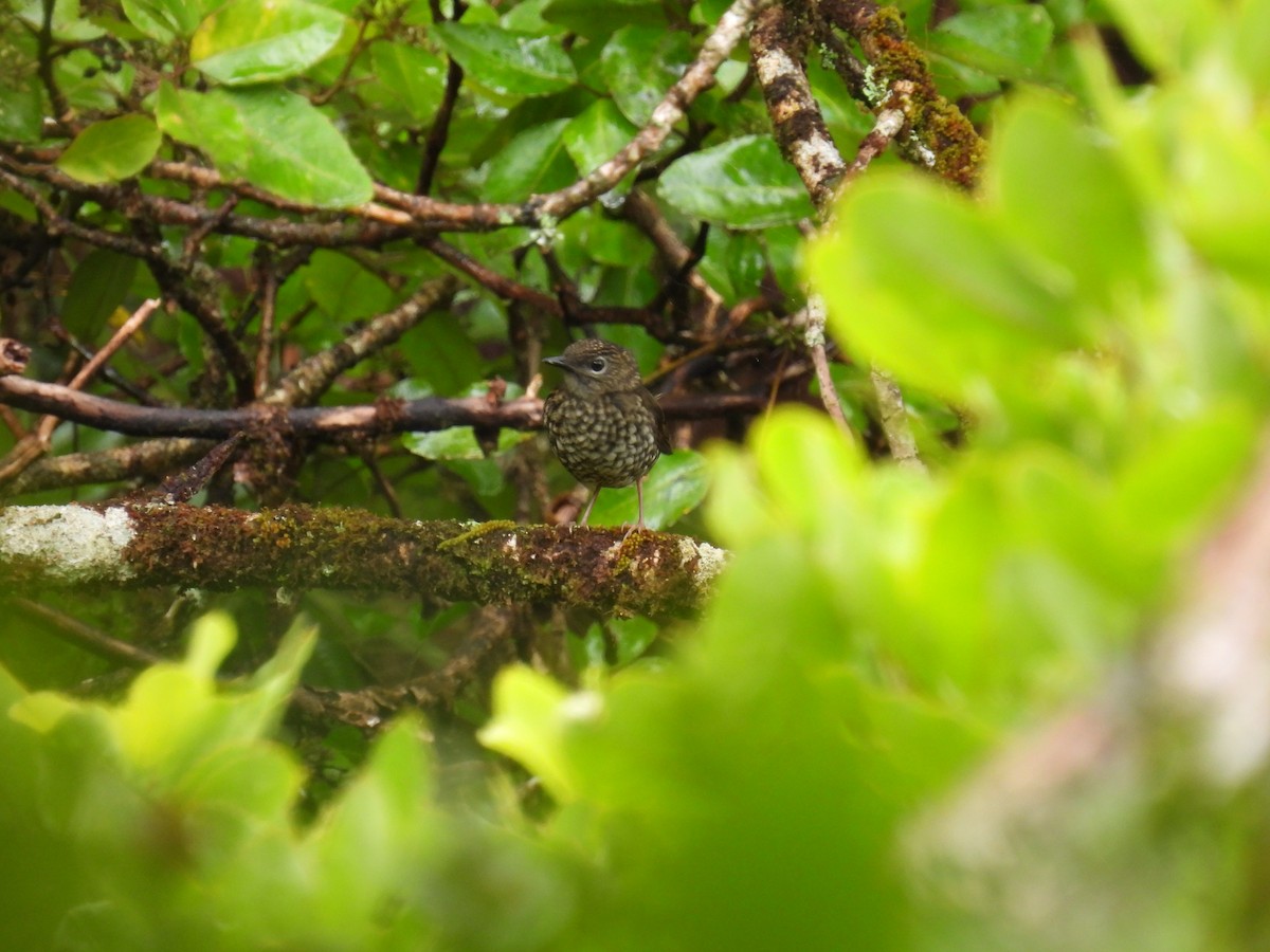 Puaiohi - ML594905851